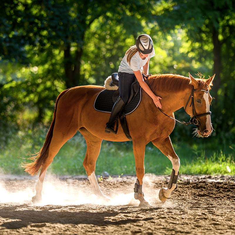Horse Riding