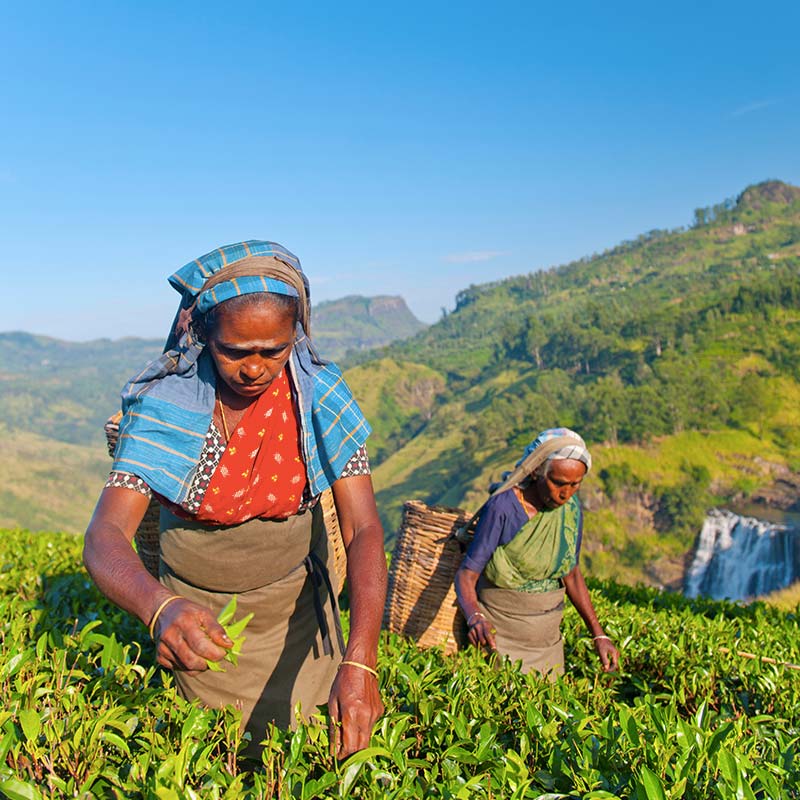 Tea Experience