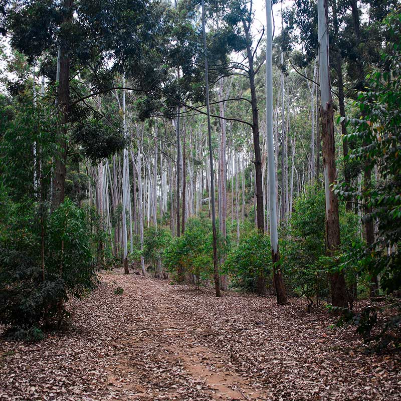 Eucalyptus Forest Experience