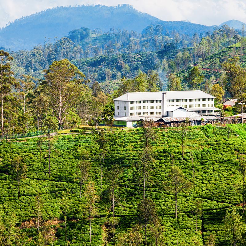 Halpe Tea Factory & Estate